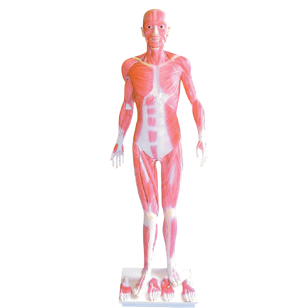 ���wȫ���������ģ��