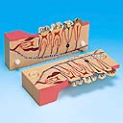 ���ֽ��ʽM��ģ��