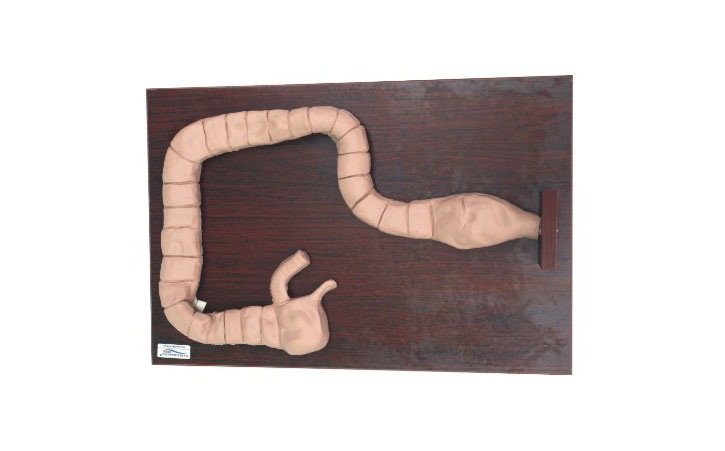 �c�R�z��ģ��